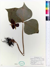 Trillium erectum image