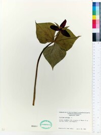 Trillium erectum image