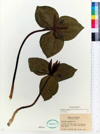 Trillium cuneatum image