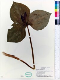 Trillium cuneatum image