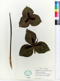 Trillium cuneatum image