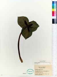 Trillium cuneatum image