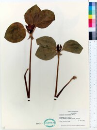 Trillium recurvatum image