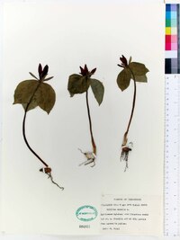 Trillium sessile image