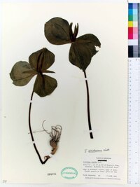 Trillium viridescens image