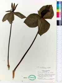 Trillium viridescens image