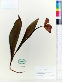 Tulipa gesneriana image