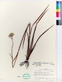 Lachnanthes caroliniana image