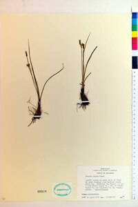 Hypoxis rigida image