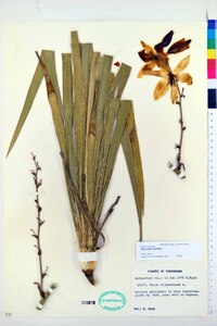 Yucca flaccida image