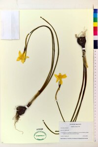 Narcissus odorus image