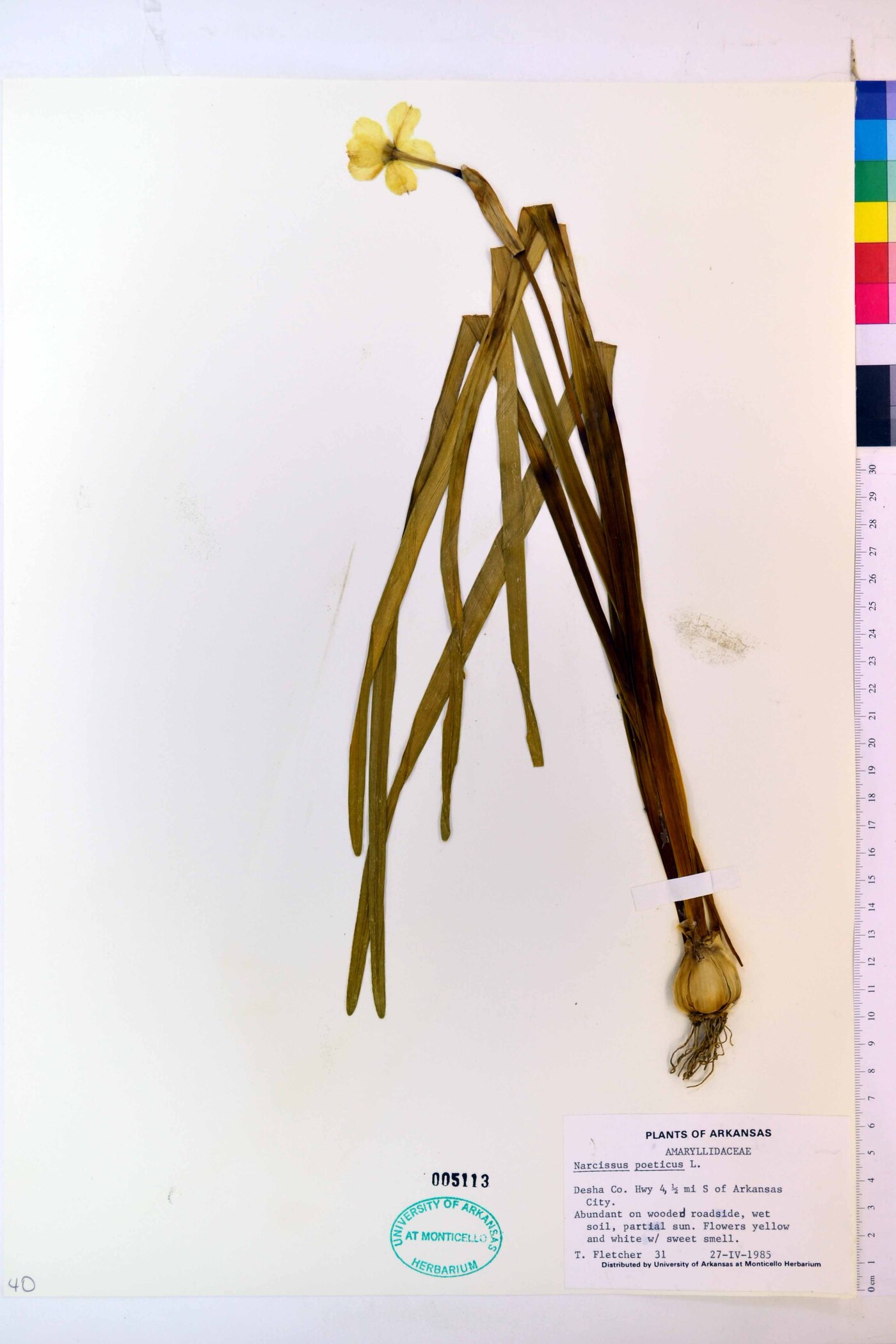 Narcissus poeticus image