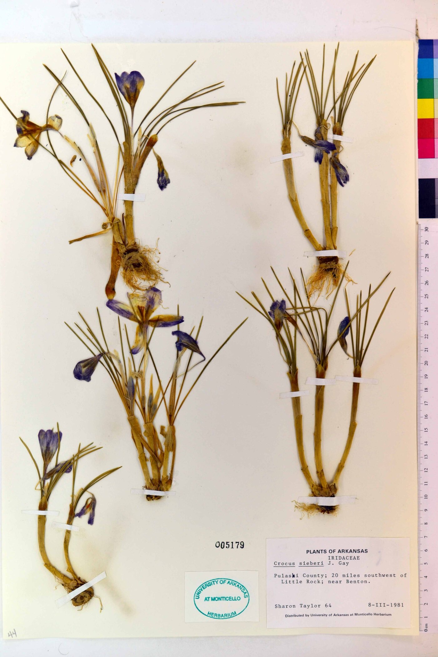 Crocus sieberi image