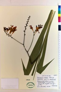 Crocosmia aurea image