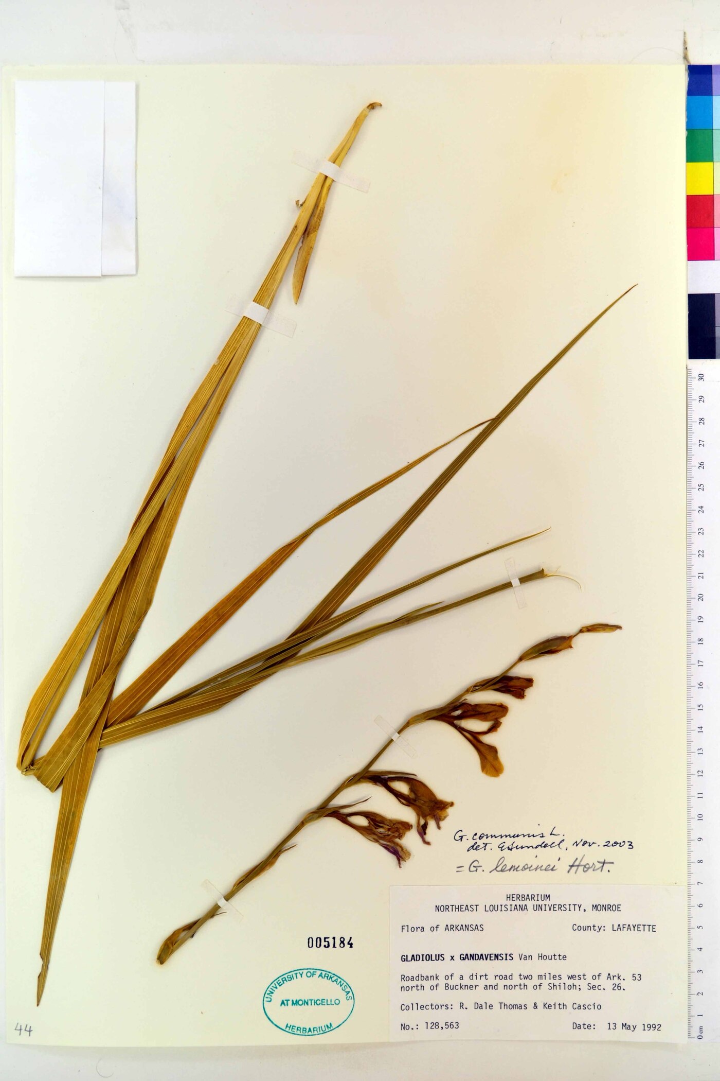 Gladiolus communis image