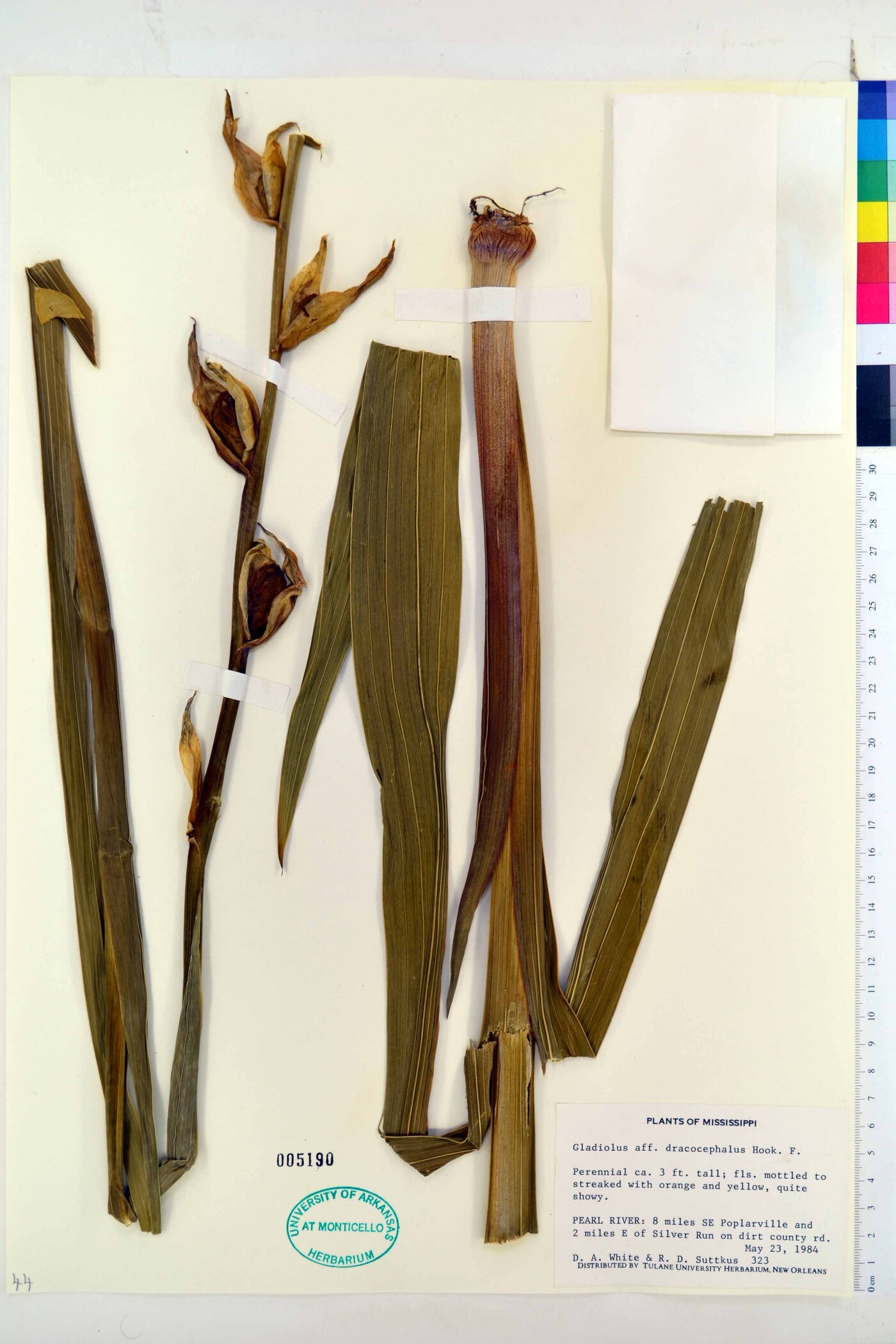 Gladiolus dalenii subsp. dalenii image