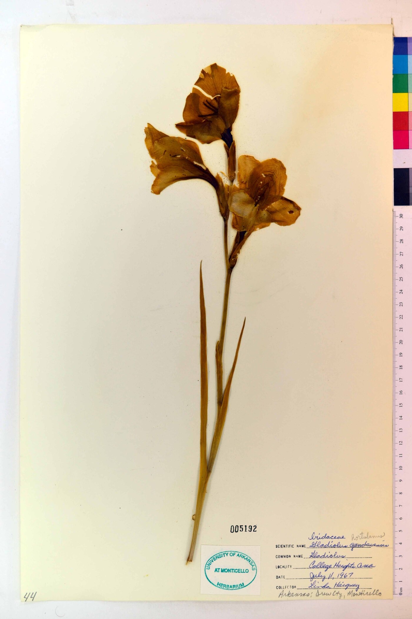 Gladiolus hortulanus image