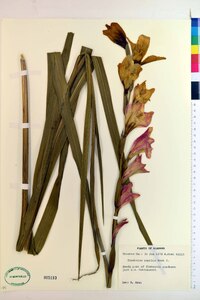 Gladiolus papilio image