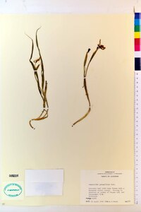 Nemastylis geminiflora image