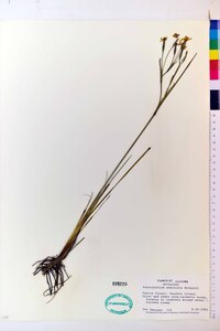 Sisyrinchium arenicola image