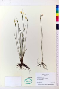 Sisyrinchium albidum image