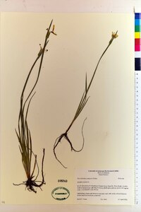 Sisyrinchium campestre image