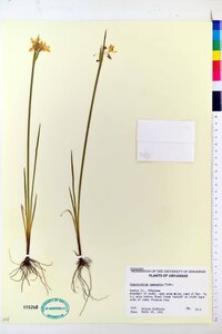 Sisyrinchium campestre image