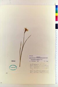 Sisyrinchium campestre image