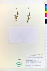 Sisyrinchium rosulatum image