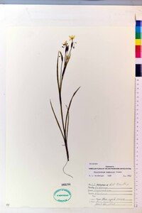 Sisyrinchium langloisii image