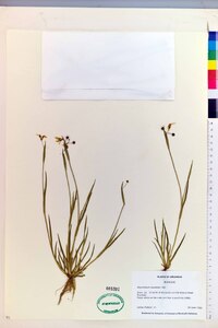 Sisyrinchium rosulatum image