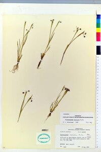 Sisyrinchium rosulatum image