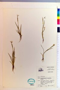 Sisyrinchium rosulatum image