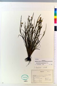 Sisyrinchium sagittiferum image