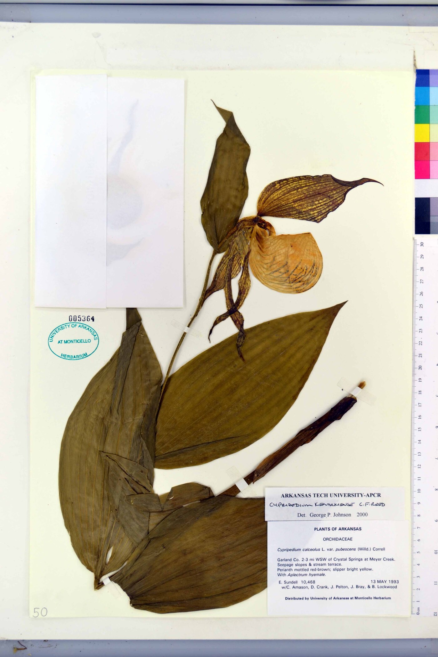 Cypripedium kentuckiense image