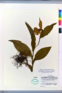 Cypripedium parviflorum var. pubescens image