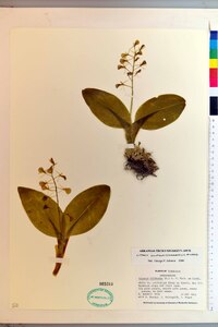 Liparis liliifolia image