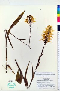 Platanthera ciliaris image