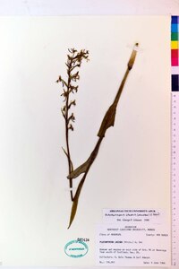 Platanthera lacera image