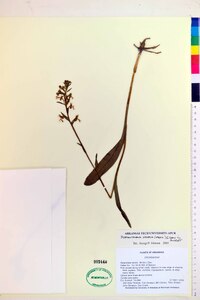 Platanthera lacera image