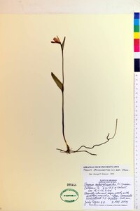 Pogonia ophioglossoides image