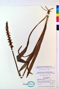 Spiranthes odorata image