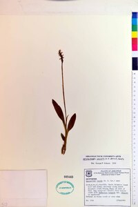 Spiranthes lucida image