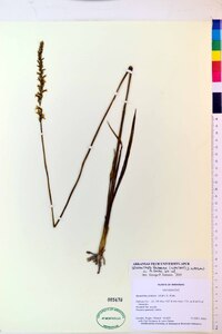 Spiranthes praecox image