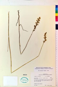 Spiranthes praecox image