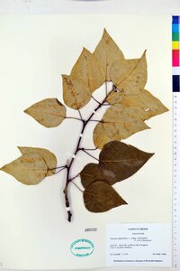 Populus trichocarpa image