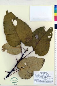 Populus heterophylla image