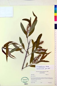 Salix caroliniana image
