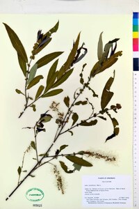 Salix caroliniana image