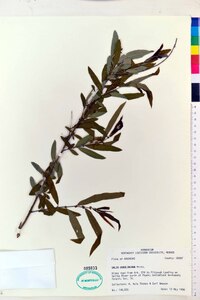 Salix caroliniana image